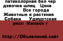 патиколорная бел/чер девочка шпиц › Цена ­ 15 000 - Все города Животные и растения » Собаки   . Удмуртская респ.,Ижевск г.